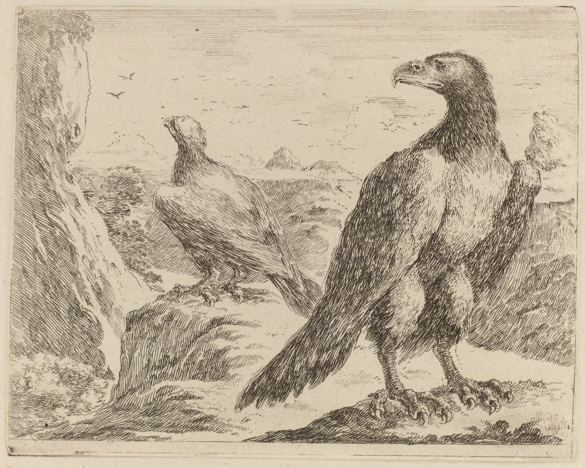 Two Eagles, Both with Heads Turned to the Left by Stefano Della Bella (Italian, 1610 - 1664), 16X12"(A3)Poster Print