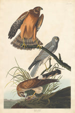 Marsh Hawk by Robert Havell after John James Audubon (American, 1793 - 1878), 16X12"(A3)Poster Print