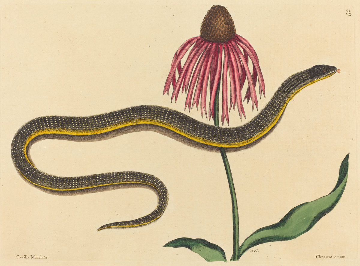 The Glass Snake (Anguis ventralis) by Mark Catesby (English, 1679 - 1749), 16X12"(A3)Poster Print
