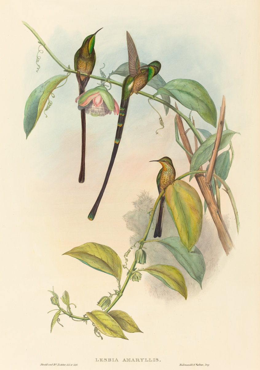 Lesbia Amaryllis by John Gould and H.C. Richter (British, 1804 - 1881), 16X12"(A3)Poster Print