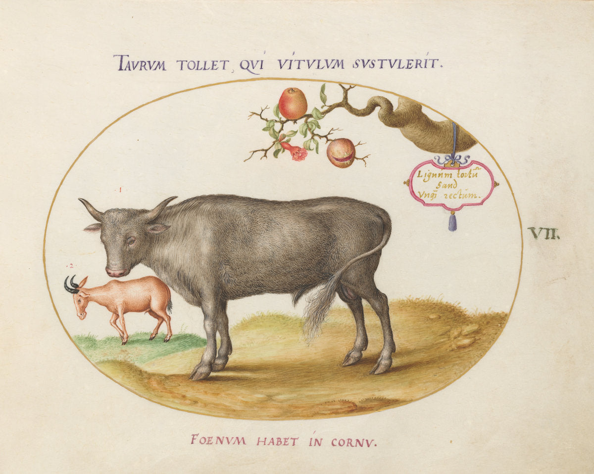 Animalia Qvadrvpedia et Reptilia (Terra): Plate VII by Joris Hoefnagel (Flemish, 1542 - 1600), 16X12"(A3)Poster Print