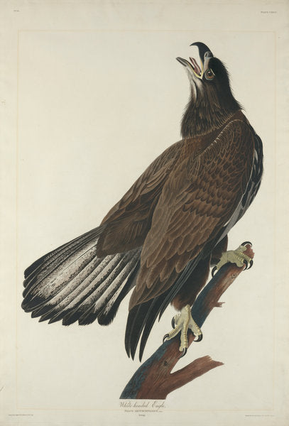 White-Headed Eagle by Robert Havell after John James Audubon (American, 1793 - 1878), 16X12