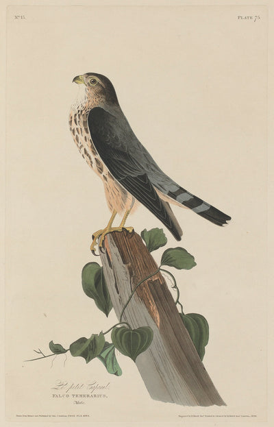 Le Petit Caporal by Robert Havell after John James Audubon (American, 1793 - 1878), 16X12"(A3)Poster Print