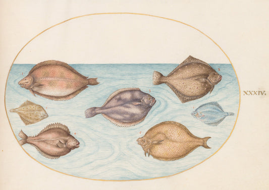 Animalia Aqvatilia et Cochiliata (Aqva): Plate XXXIV by Joris Hoefnagel (Flemish, 1542 - 1600), 16X12"(A3)Poster Print