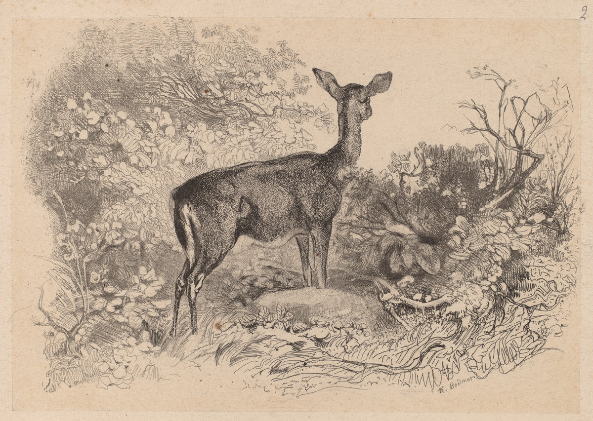 Une biche by Karl Bodmer (Swiss, 1809 - 1893), 16X12"(A3)Poster Print