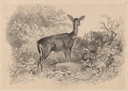 Une biche by Karl Bodmer (Swiss, 1809 - 1893), 16X12"(A3)Poster Print