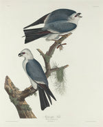 Mississippi Kite by Robert Havell after John James Audubon (American, 1793 - 1878), 16X12"(A3)Poster Print