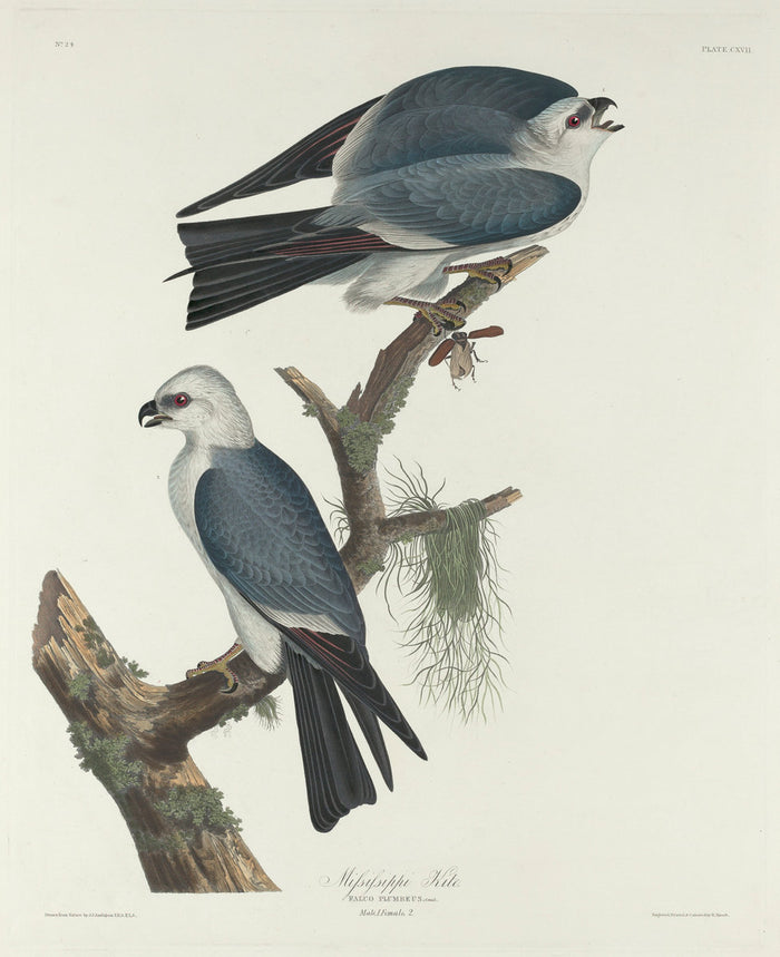 Mississippi Kite by Robert Havell after John James Audubon (American, 1793 - 1878), 16X12