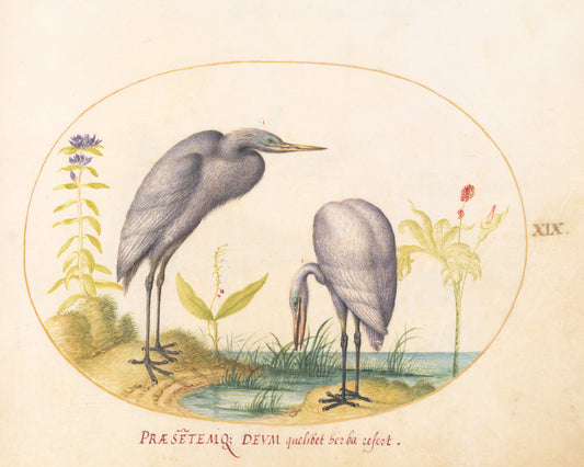 Animalia Volatilia et Amphibia (Aier): Plate XIX by Joris Hoefnagel (Flemish, 1542 - 1600), 16X12"(A3)Poster Print