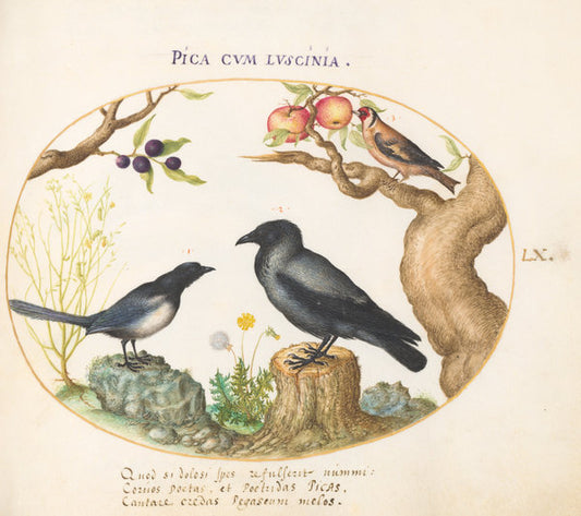 Animalia Volatilia et Amphibia (Aier): Plate LX by Joris Hoefnagel (Flemish, 1542 - 1600), 16X12"(A3)Poster Print