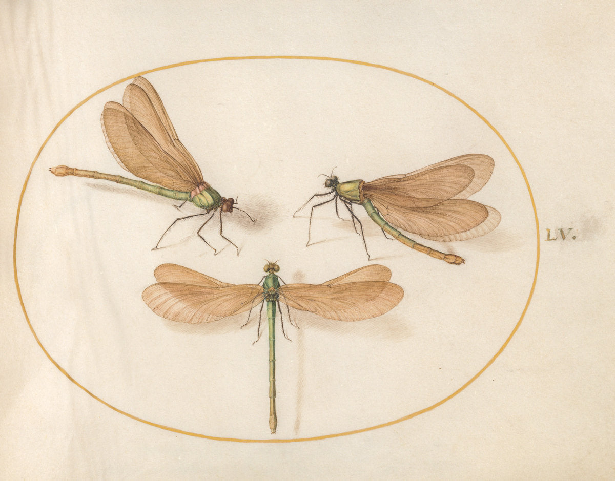 Animalia Rationalia et Insecta (Ignis):  Plate LV by Joris Hoefnagel (Flemish, 1542 - 1600), 16X12"(A3)Poster Print