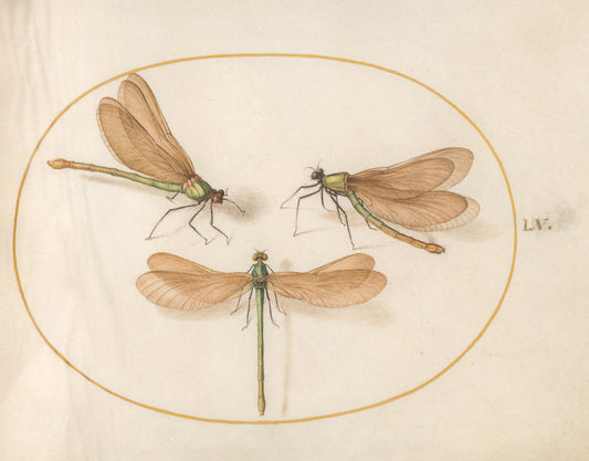 Animalia Rationalia et Insecta (Ignis):  Plate LV by Joris Hoefnagel (Flemish, 1542 - 1600), 16X12"(A3)Poster Print