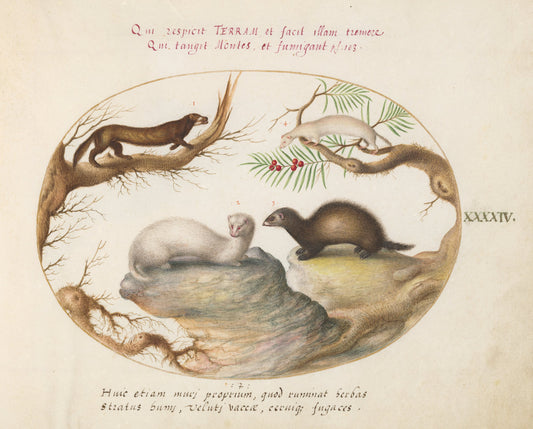 Animalia Qvadrvpedia et Reptilia (Terra): Plate XLIV by Joris Hoefnagel (Flemish, 1542 - 1600), 16X12"(A3)Poster Print