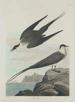 Arctic Jager by Robert Havell after John James Audubon (American, 1793 - 1878), 16X12"(A3)Poster Print