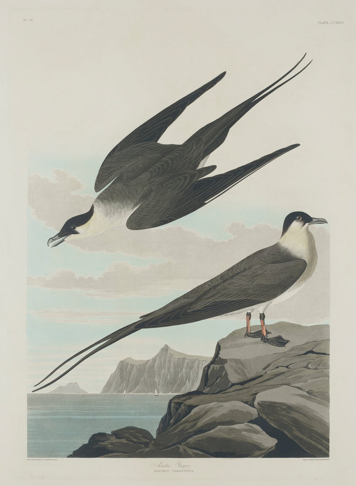 Arctic Jager by Robert Havell after John James Audubon (American, 1793 - 1878), 16X12