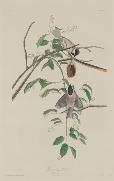 Black-capped Titmouse by Robert Havell after John James Audubon (American, 1793 - 1878), 16X12"(A3)Poster Print