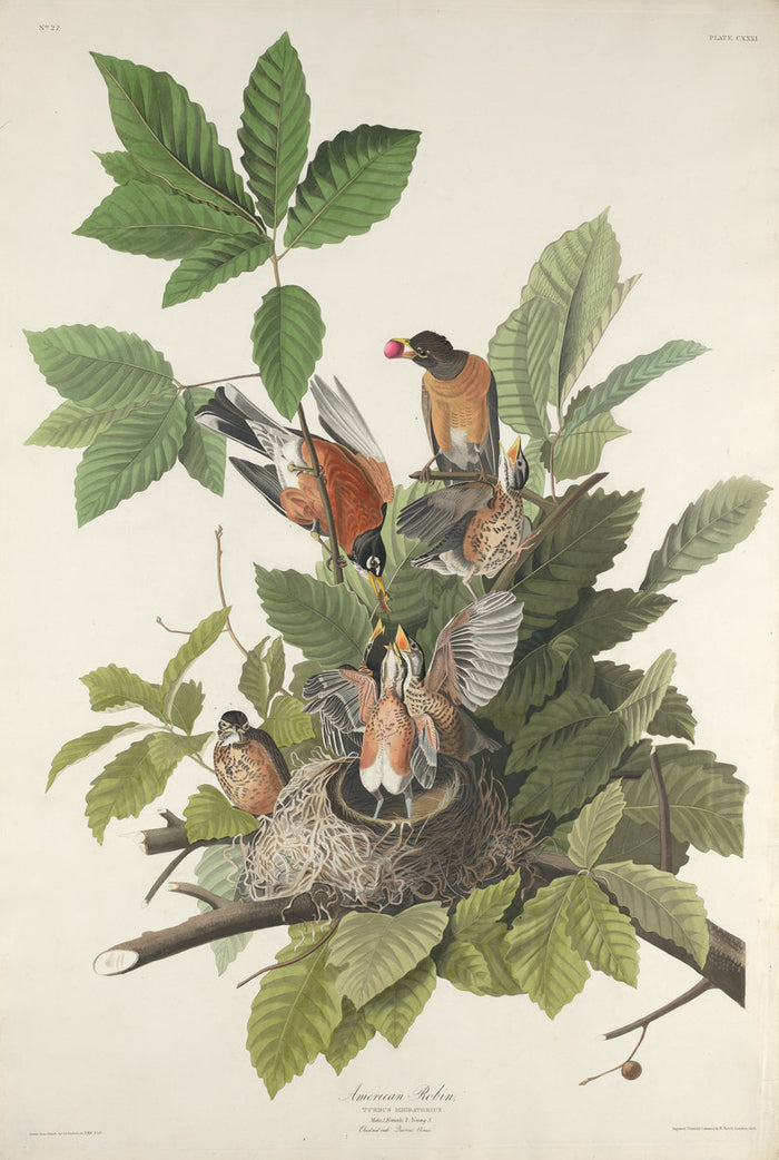 American Robin by Robert Havell after John James Audubon (American, 1793 - 1878), 16X12