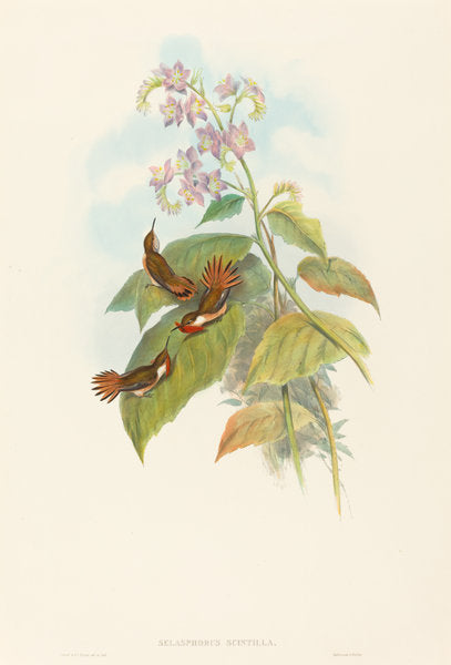 Selashorus scintilla (Scintillant Hummingbird) by John Gould and H.C. Richter (British, 1804 - 1881), 16X12"(A3)Poster Print