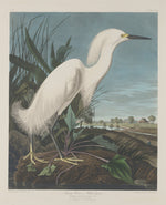Snowy Heron, or White Egret by Robert Havell after John James Audubon (American, born England, 1793 - 1878), 16X12"(A3)Poster Print