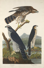 Goshawk and Stanley Hawk by Robert Havell after John James Audubon (American, 1793 - 1878), 16X12"(A3)Poster Print