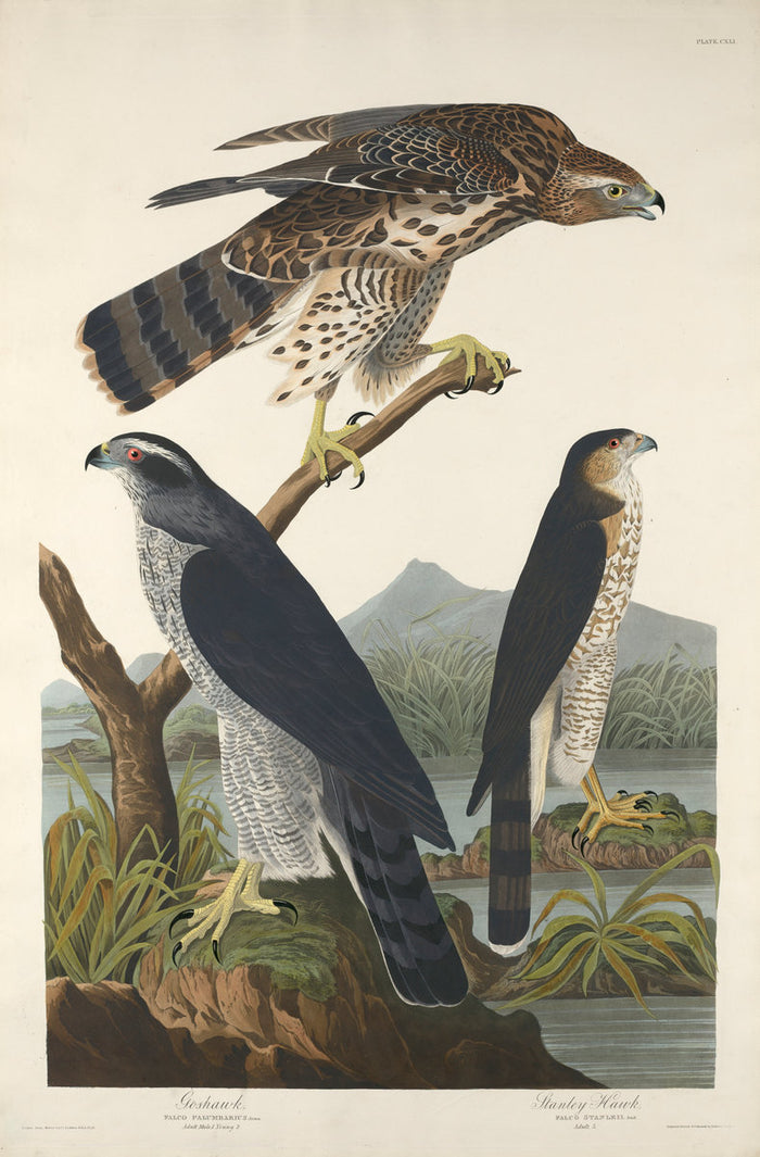 Goshawk and Stanley Hawk by Robert Havell after John James Audubon (American, 1793 - 1878), 16X12