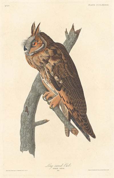 Long-eared Owl by Robert Havell after John James Audubon (American, 1793 - 1878), 16X12"(A3)Poster Print