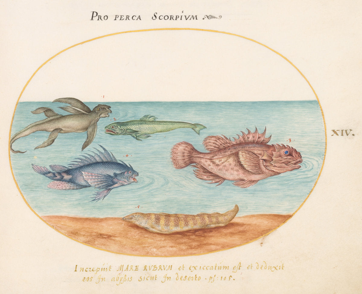 Animalia Aqvatilia et Cochiliata (Aqva): Plate XIV by Joris Hoefnagel (Flemish, 1542 - 1600), 16X12"(A3)Poster Print