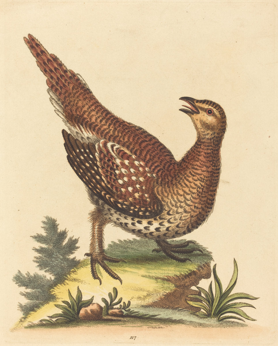 Brown Speckled Bird by George Edwards (English, 1694 - 1773), 16X12"(A3)Poster Print