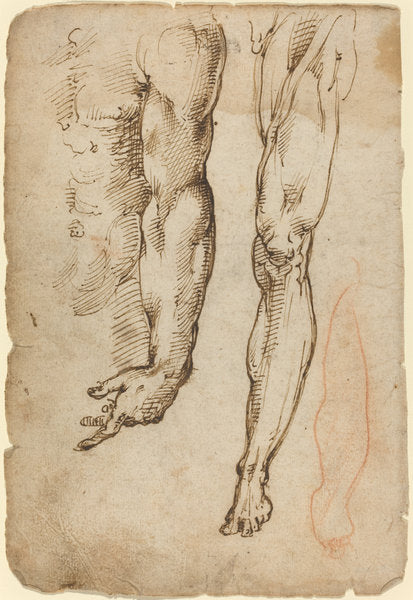 Anatomical Studies by Domenico Beccafumi (Sienese, c. 1485 - 1551), 16X12"(A3)Poster Print