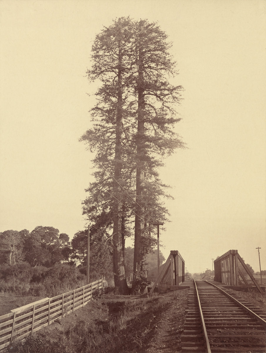 Twin Redwoods, Palo Alto by Carleton E. Watkins (American, 1829 - 1916), 16X12"(A3)Poster Print