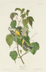 Hemlock Warbler by Robert Havell after John James Audubon (American, 1793 - 1878), 16X12"(A3)Poster Print