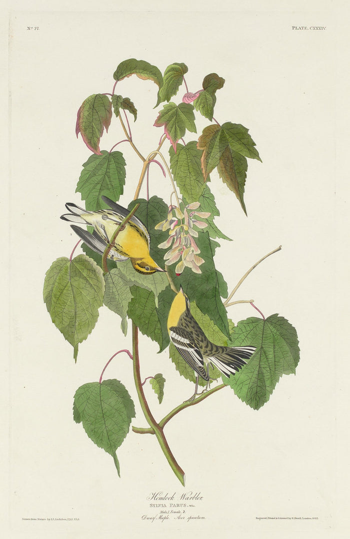 Hemlock Warbler by Robert Havell after John James Audubon (American, 1793 - 1878), 16X12