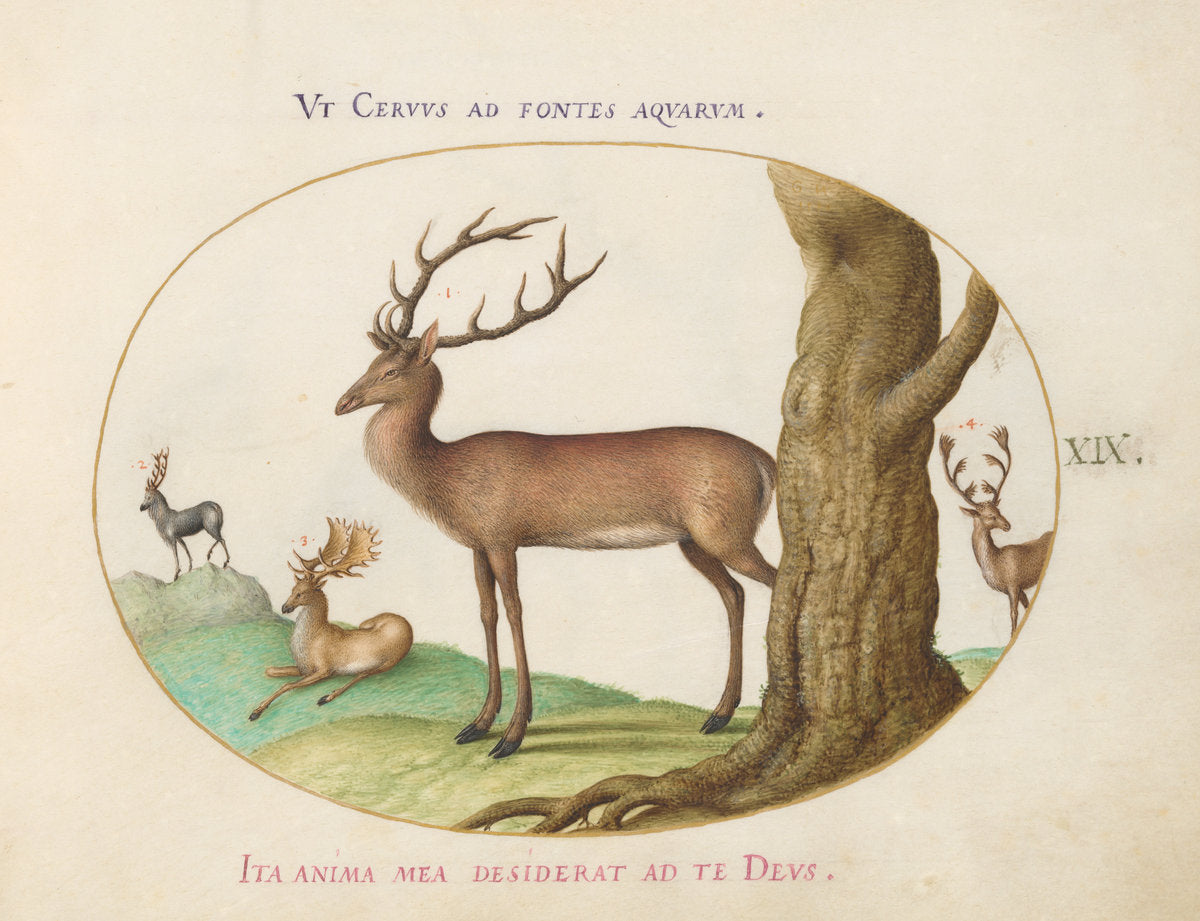 Animalia Qvadrvpedia et Reptilia (Terra): Plate XIX by Joris Hoefnagel (Flemish, 1542 - 1600), 16X12"(A3)Poster Print