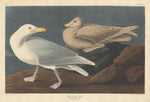 Burgomaster Gull by Robert Havell after John James Audubon (American, 1793 - 1878), 16X12"(A3)Poster Print