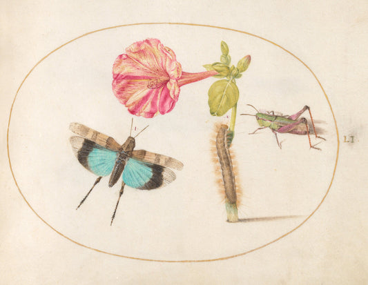 Animalia Rationalia et Insecta (Ignis):  Plate LI by Joris Hoefnagel (Flemish, 1542 - 1600), 16X12"(A3)Poster Print