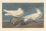 Ivory Gull by Robert Havell after John James Audubon (American, 1793 - 1878), 16X12"(A3)Poster Print