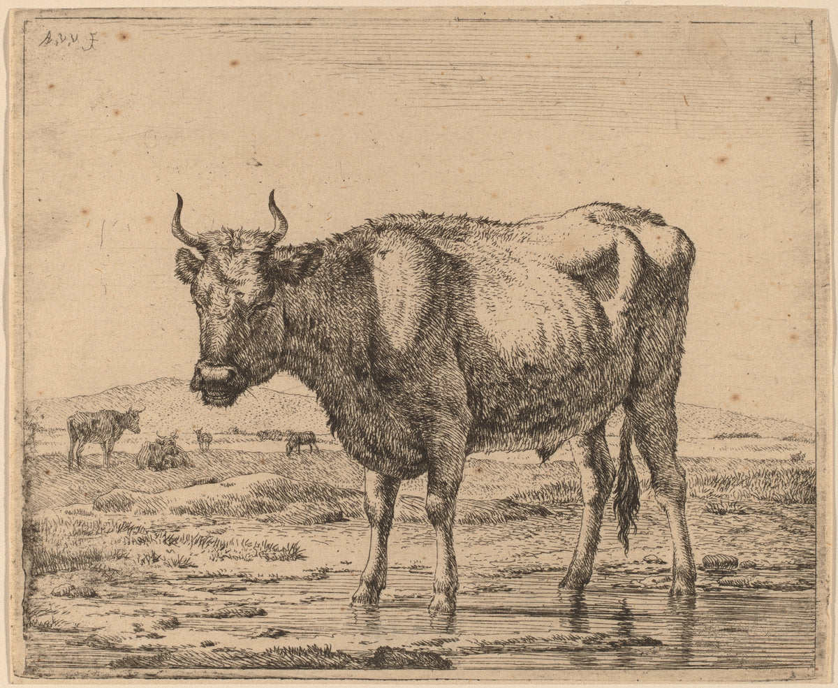 Bull Standing in Water by Adriaen van de Velde (Dutch, 1636 - 1672), 16X12"(A3)Poster Print
