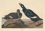 Velvet Duck by Robert Havell after John James Audubon (American, 1793 - 1878), 16X12"(A3)Poster Print