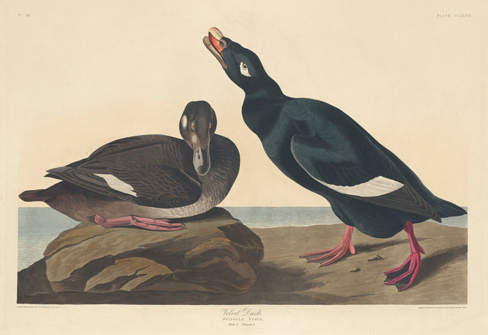 Velvet Duck by Robert Havell after John James Audubon (American, 1793 - 1878), 16X12