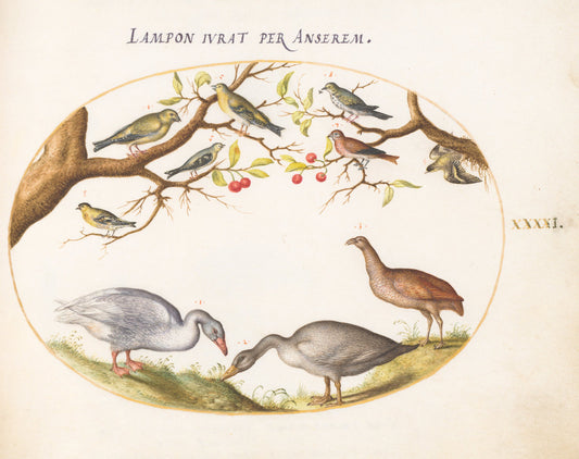 Animalia Volatilia et Amphibia (Aier): Plate XLI by Joris Hoefnagel (Flemish, 1542 - 1600), 16X12"(A3)Poster Print