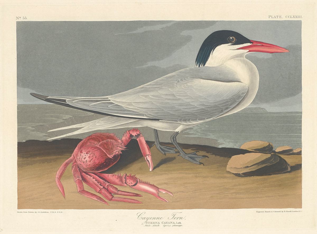 Cayenne Tern by Robert Havell after John James Audubon (American, 1793 - 1878), 16X12"(A3)Poster Print