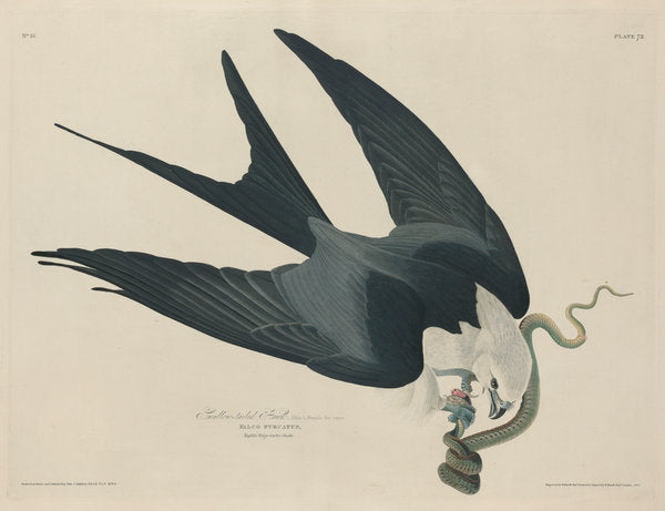 Swallow-tailed Hawk by Robert Havell after John James Audubon (American, 1793 - 1878), 16X12