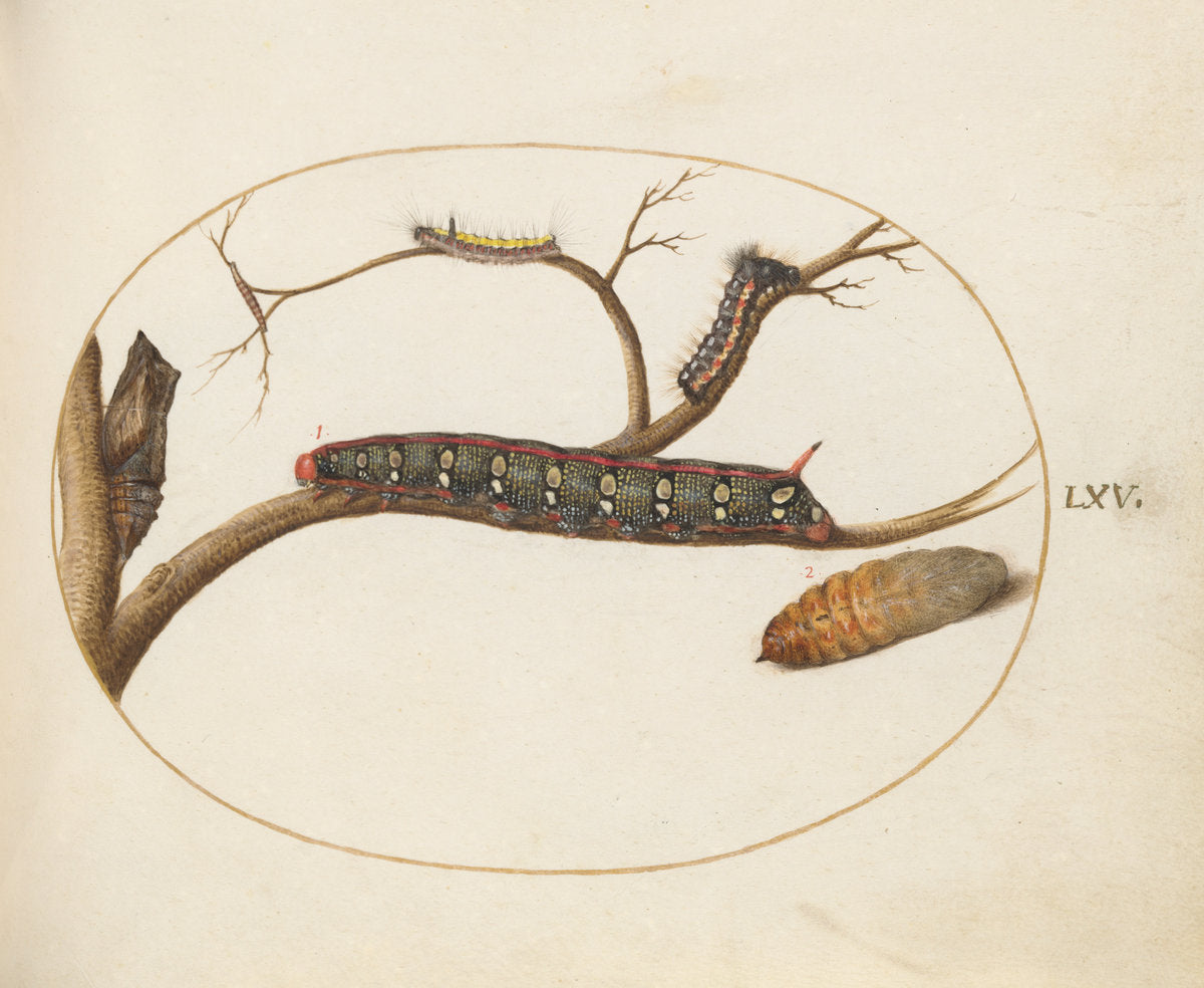 Animalia Qvadrvpedia et Reptilia (Terra): Plate LXV by Joris Hoefnagel (Flemish, 1542 - 1600), 16X12"(A3)Poster Print