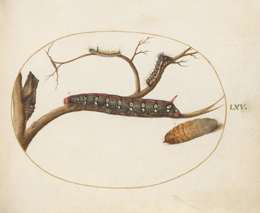 Animalia Qvadrvpedia et Reptilia (Terra): Plate LXV by Joris Hoefnagel (Flemish, 1542 - 1600), 16X12"(A3)Poster Print