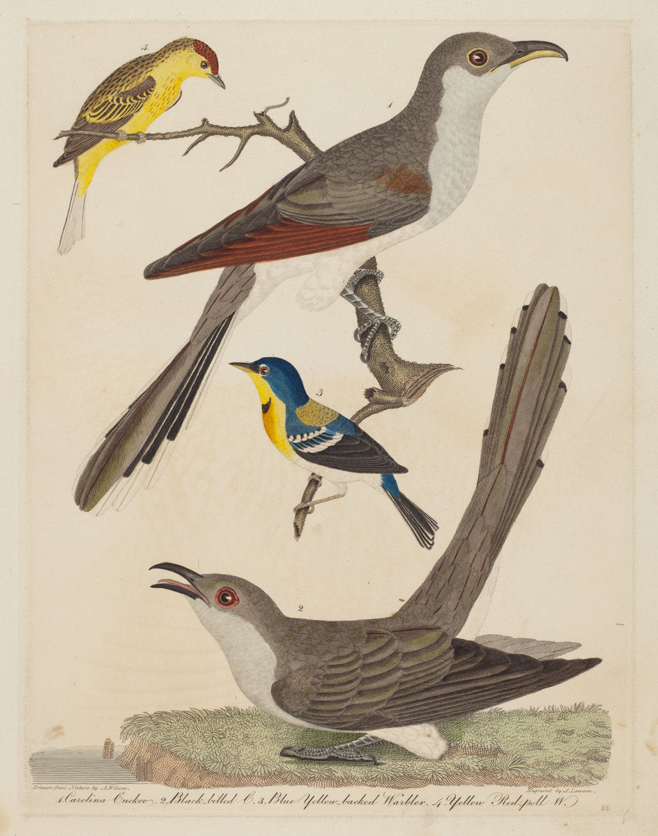 Carolina Cuckoo, Black-billed Cuckoo, Blue Yellow-backed Warbler, and Yellow Red-poll Warbler by Alexander Lawson after Alexander Wilson (American, 1773 - 1846), 16X12"(A3)Poster Print