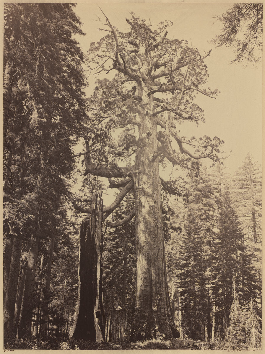 Grizzly Giant, Mariposa Grove by Carleton E. Watkins (American, 1829 - 1916), 16X12"(A3)Poster Print