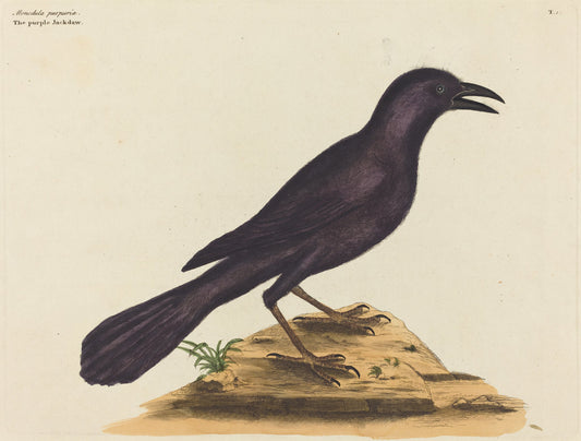 The Purple Jack Daw (Gracula Quiscula) by Mark Catesby (English, 1679 - 1749), 16X12"(A3)Poster Print
