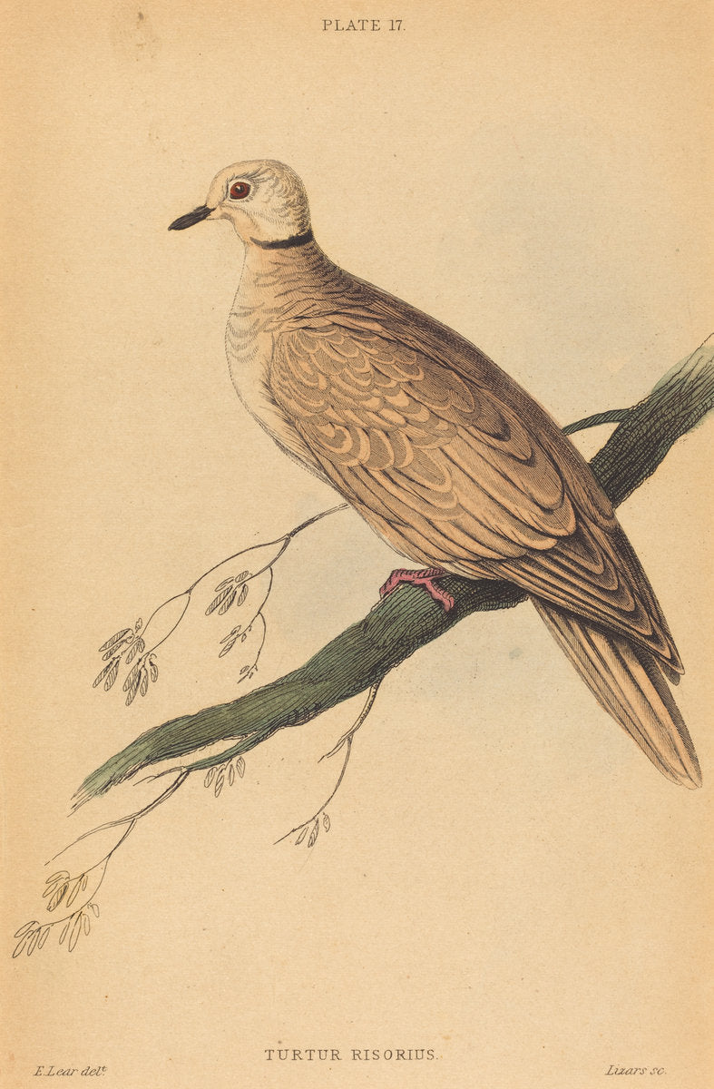 Turtur Risorius by William Home Lizars after Edward Lear (Scottish, 1788 - 1859), 16X12"(A3)Poster Print