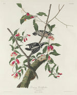 Downy Woodpecker by Robert Havell after John James Audubon (American, 1793 - 1878), 16X12"(A3)Poster Print