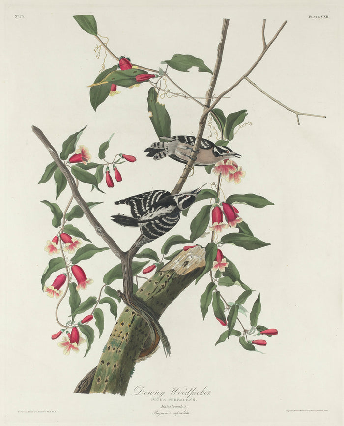 Downy Woodpecker by Robert Havell after John James Audubon (American, 1793 - 1878), 16X12